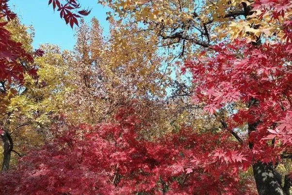 2021天平山紅楓最佳時(shí)間 天平山紅楓觀(guān)賞打卡地推薦