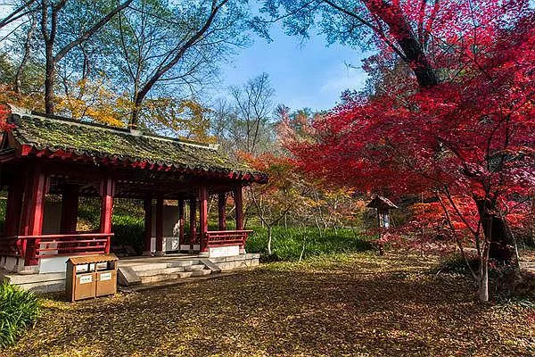 2021年長(zhǎng)沙菊花展在哪舉辦 岳麓山值得一看