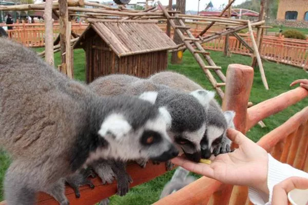 武漢森林野生動(dòng)物園開(kāi)業(yè)了嗎 門(mén)票多少錢(qián)