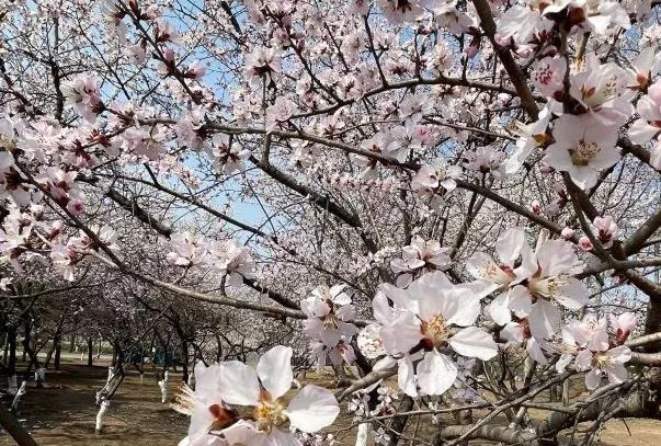 北京朝陽公園賞花游玩路線推薦