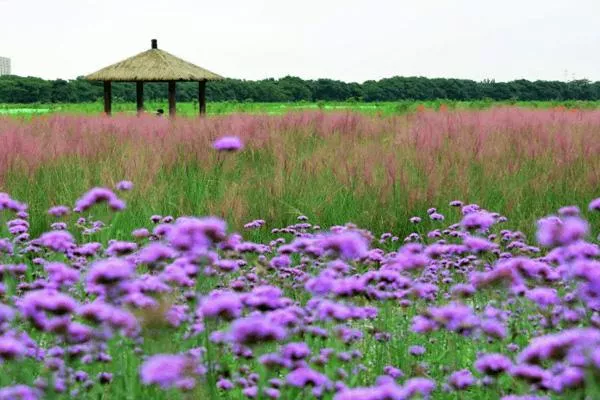 無(wú)錫馬鞭草花海在哪里