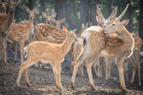 2022沈陽(yáng)森林動(dòng)物園營(yíng)業(yè)時(shí)間及門(mén)票價(jià)格