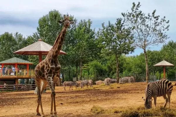 2022沈陽(yáng)森林動(dòng)物園營(yíng)業(yè)時(shí)間及門(mén)票價(jià)格