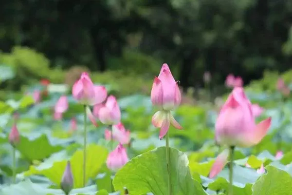 2022三水荷花世界游玩攻略 附門票價格及煙花秀時間