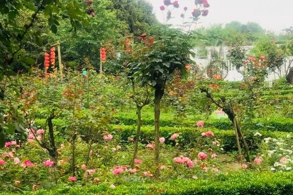 重慶南山植物園一日游攻略