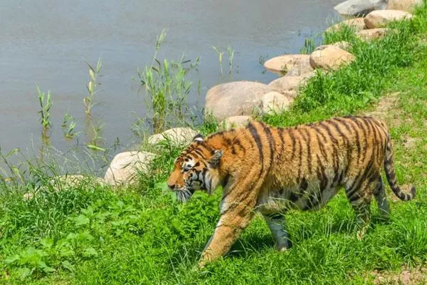 秦皇島野生動(dòng)物園游玩攻略 附門票價(jià)格及表演時(shí)間