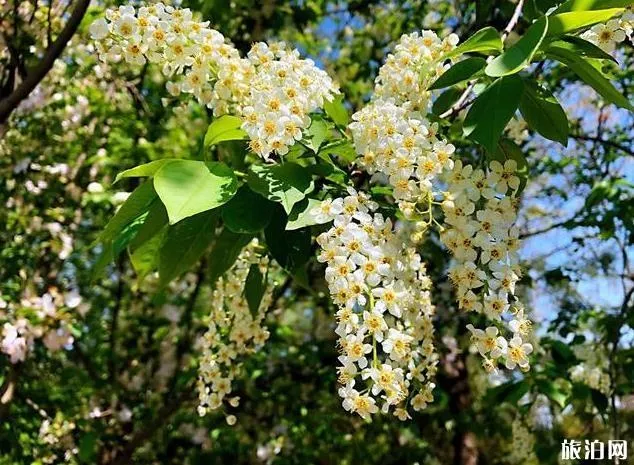 北京園博園賞花春游