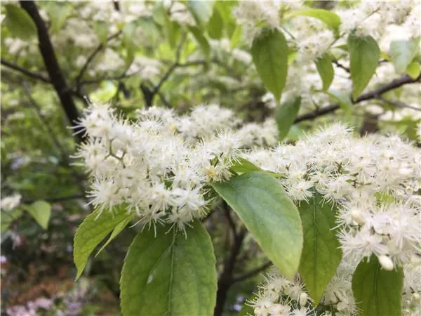 桐廬大奇山好玩嗎 桐廬大奇山門票多少錢