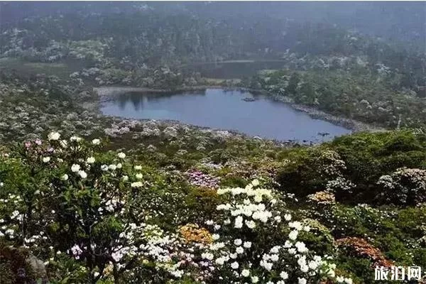 麗江老君山杜鵑花介紹 什么時(shí)候開