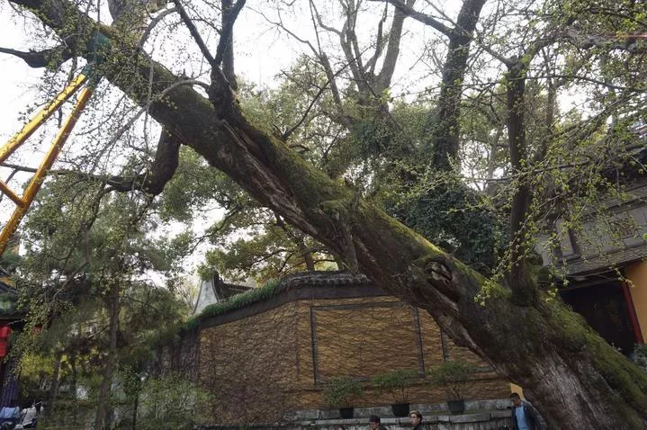 錫惠公園門(mén)票  錫惠公園門(mén)票多少錢(qián)