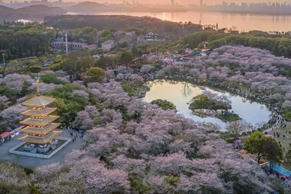 東湖櫻花園游玩攻略