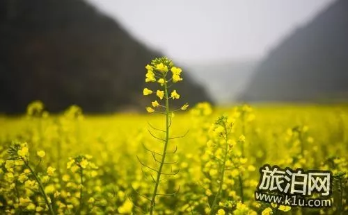 2022興化油菜花幾月開 怎么去興化油菜花賞花