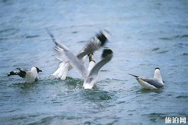 青海鳥島還能去嗎 什么時候開放