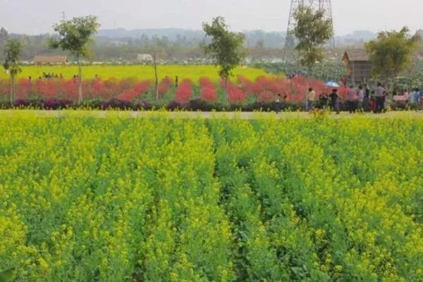 佛山高明盈香生態(tài)園油菜花什么時(shí)候開