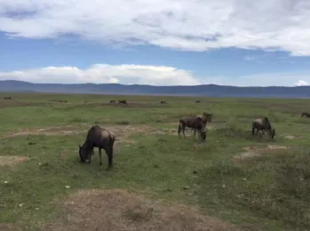 坦桑尼亞東非大草原safari旅游攻略