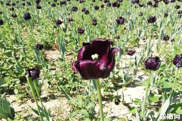 世界花卉大觀園郁金香什么時(shí)候開