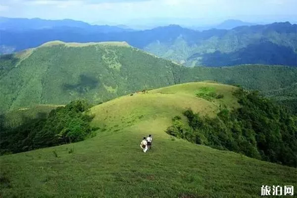 羅定八排山杜鵑花花期