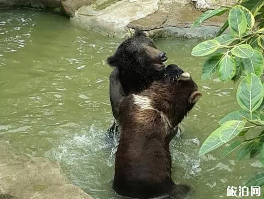 南寧動物園門票多少錢 地址+門票+交通指南