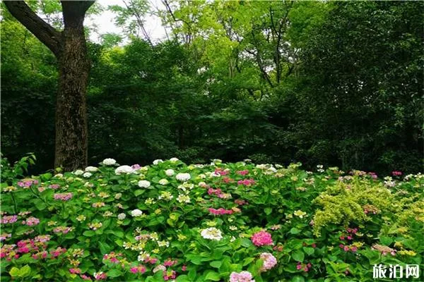 上海共青森林公園端午節(jié)芳香植物展 疫情后游玩指南