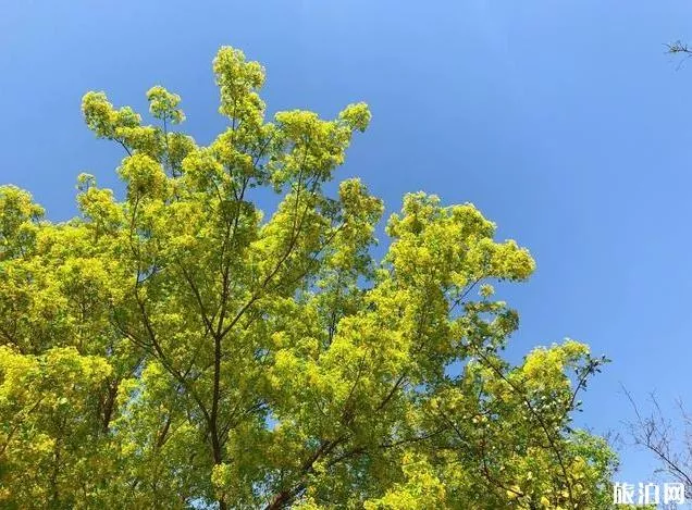 北京園博園賞花春游