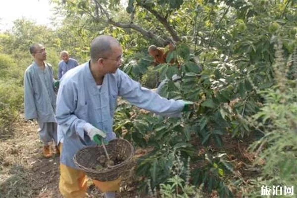 武漢靈泉寺蔬菜采摘還有嗎 開(kāi)園了嗎