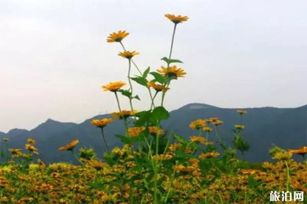 七孔橋花海介紹 什么時候去游玩最好