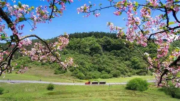 武隆區(qū)春游踏青好去處推薦 賞花、摘草莓等玩法都有哦