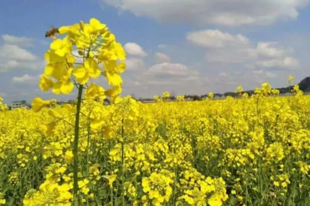 桂林看油菜花最好的地方 哪里可以看油菜花