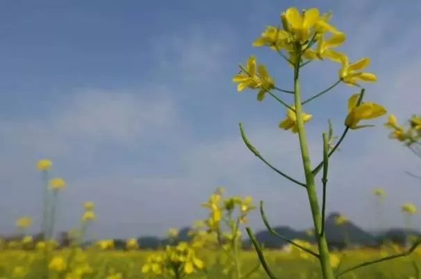 桂林看油菜花最好的地方 哪里可以看油菜花