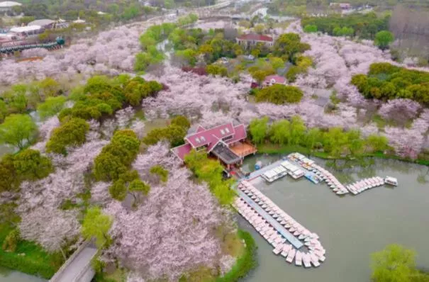 2023上海顧村?
?園看櫻花最佳時(shí)間