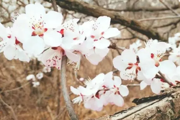 北京春天去哪里看花最好